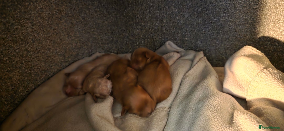 Cavapoo dogs for sale: Stunning miniature cavapoo - Advert 16