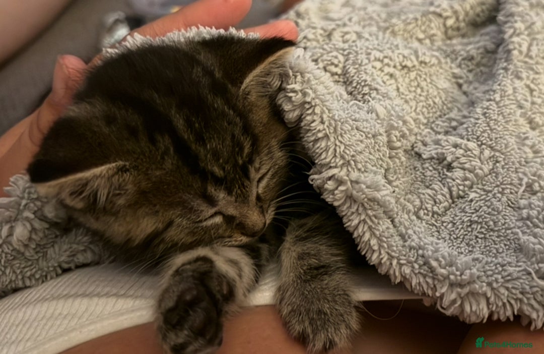 British Shorthair cats for sale: 5 gorgeous tabby kittens  - Image 9