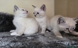 Ragdoll cats for sale: Ragdoll Cross kittens  - Image 19