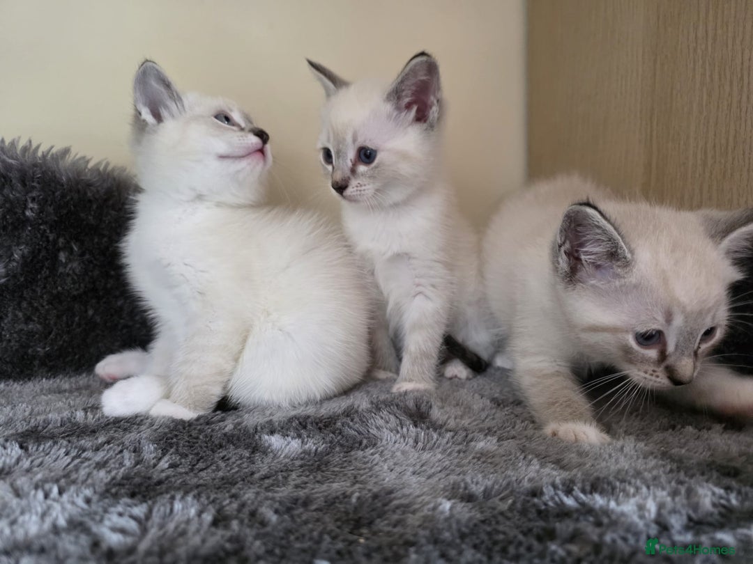 Ragdoll cats for sale: Ragdoll Cross kittens  - Image 19