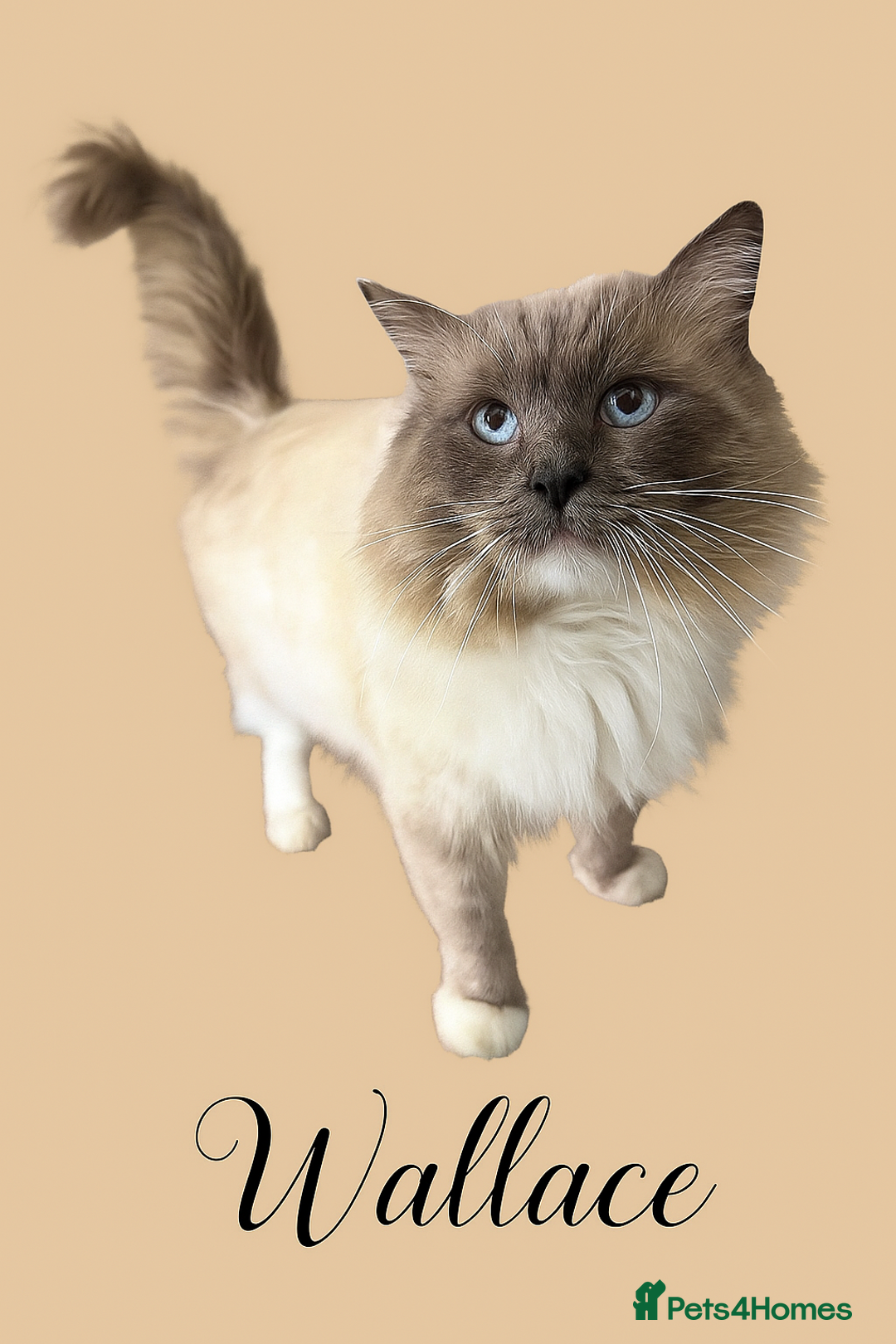 Ragdoll cats for sale: Gorgeous fluffy and friendly kittens  - Image 14