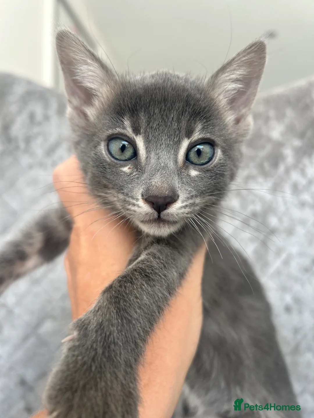 Bengal cats for sale: 💙Beautiful Blue Bengal Kittens - TICA Reg 💙 - Advert 2