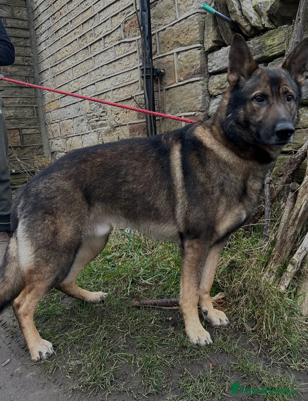 German Shepherd dogs for stud: German Shepherd for Stud in Huddersfield - Advert 1