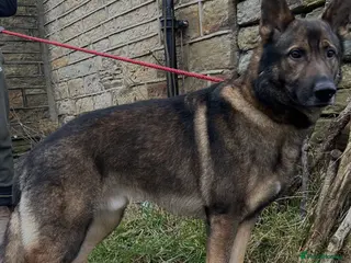 German Shepherd dogs German Shepherd for Stud in Huddersfield - Advert 10