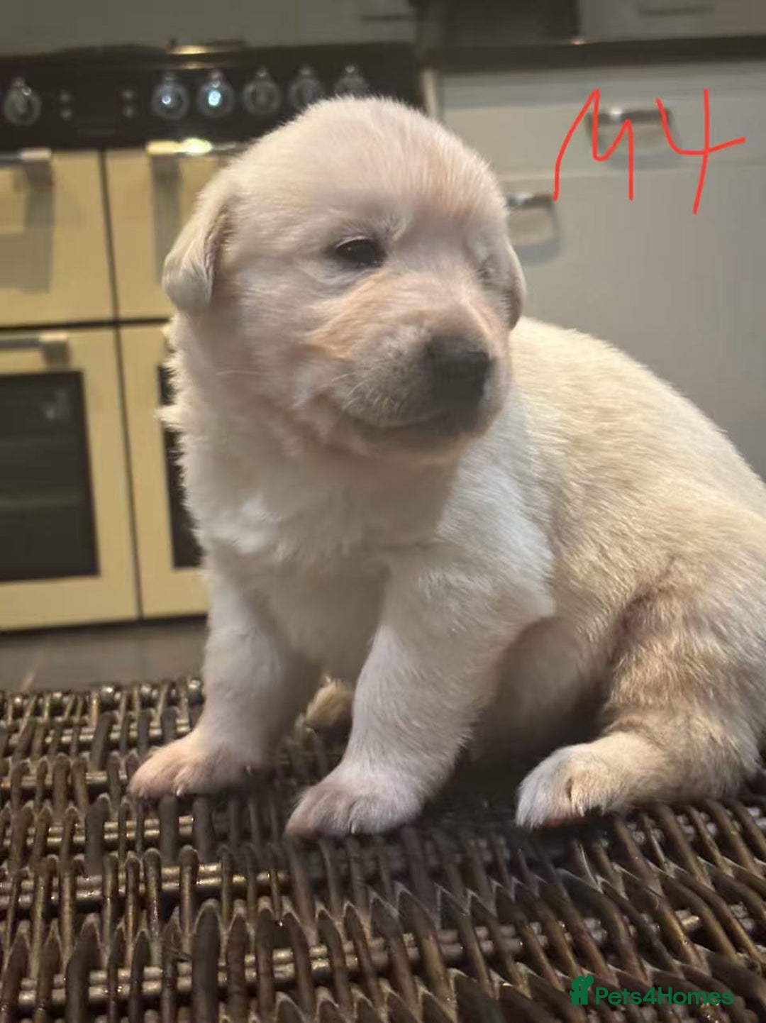 Mixed Breed dogs for sale: puppies for sale - Advert 4