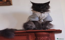Maine Coon cats for sale: Four beautiful Maine Coon kittens-two girls left - Image 13