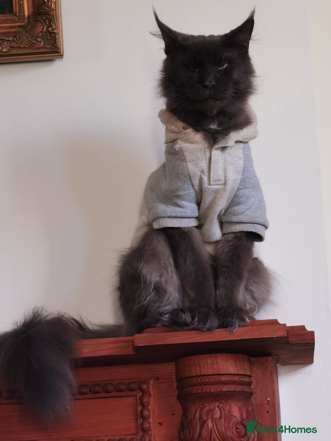 Maine Coon cats for sale: Four beautiful Maine Coon kittens-two girls left - Image 13
