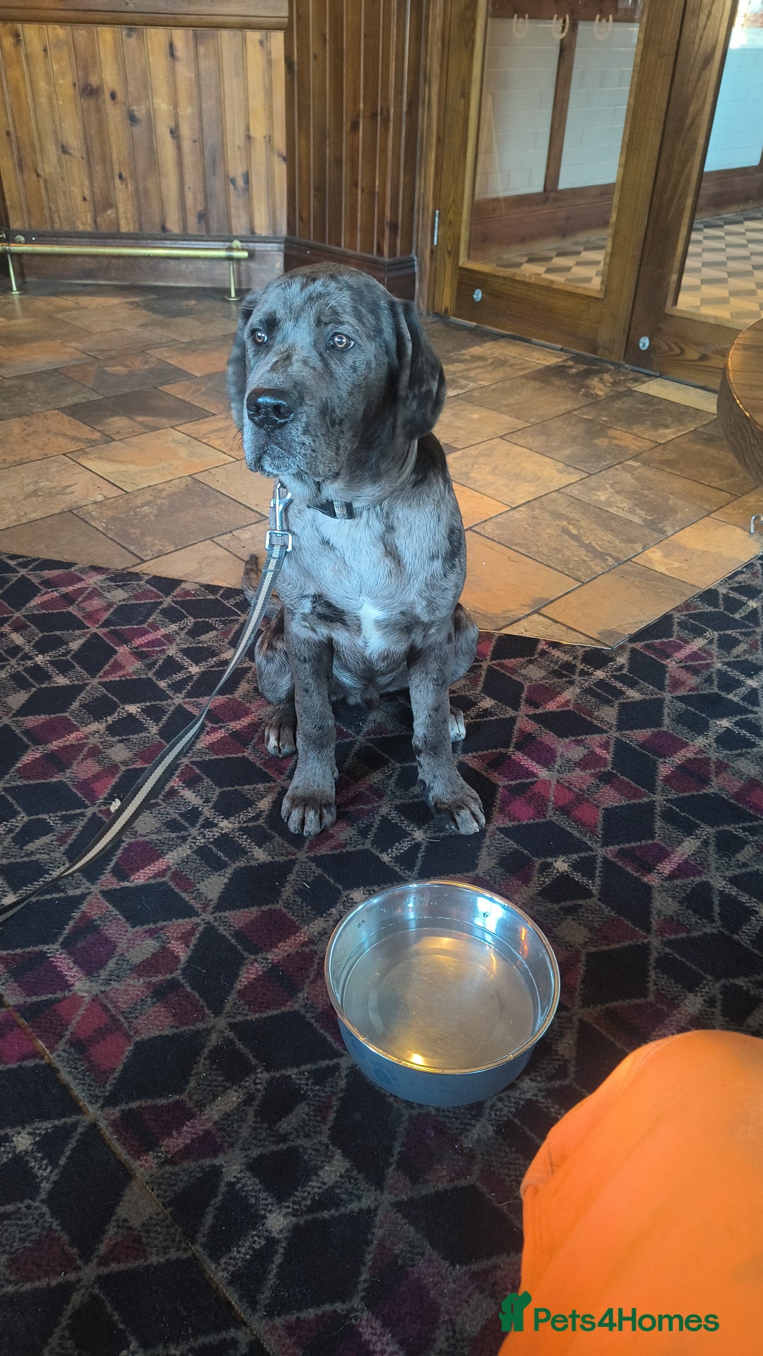 Mixed Breed dogs for sale: Harlequin cane corso X American bulldogge - Advert 7
