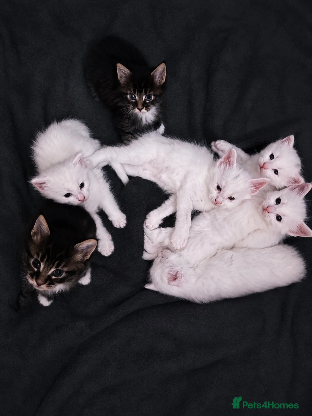 Maine Coon cats for sale: Mainecoons in Stratford-upon-Avon - Advert 9