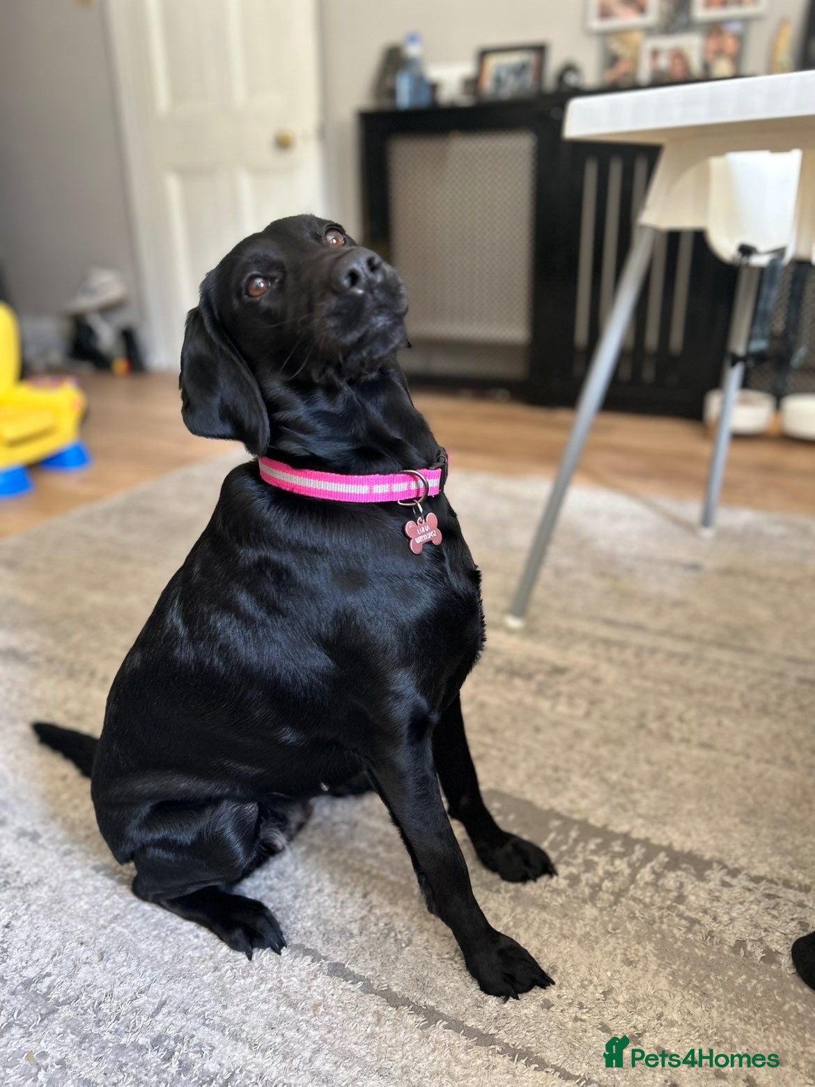 Springador dogs Luna, Labrador cross Springer - Advert 2