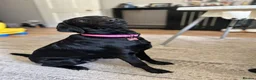 Springador dogs for sale: Luna, Labrador cross Springer in Great Yarmouth - Advert 1