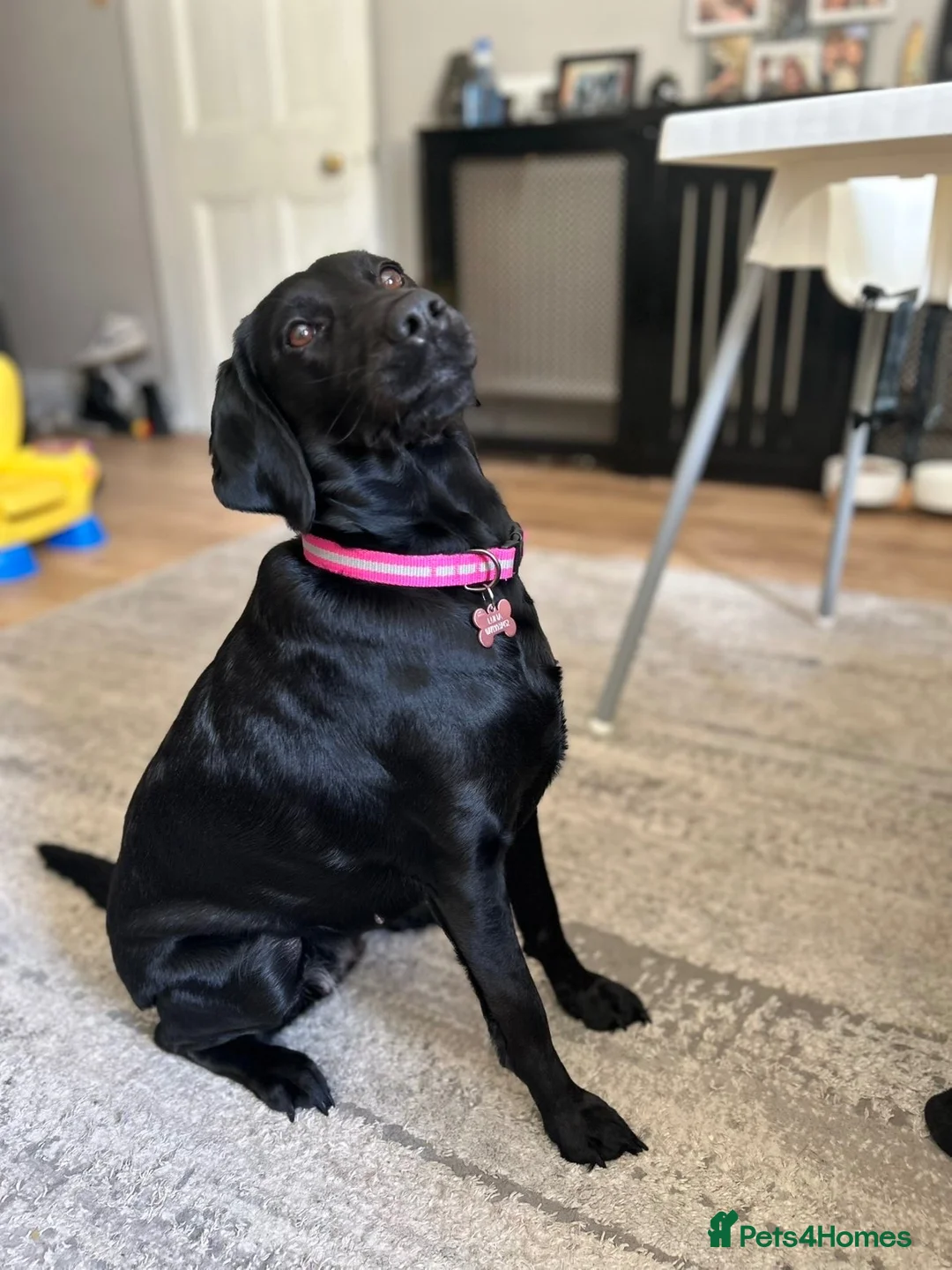 Springador dogs for sale: Luna, Labrador cross Springer in Great Yarmouth - Advert 1