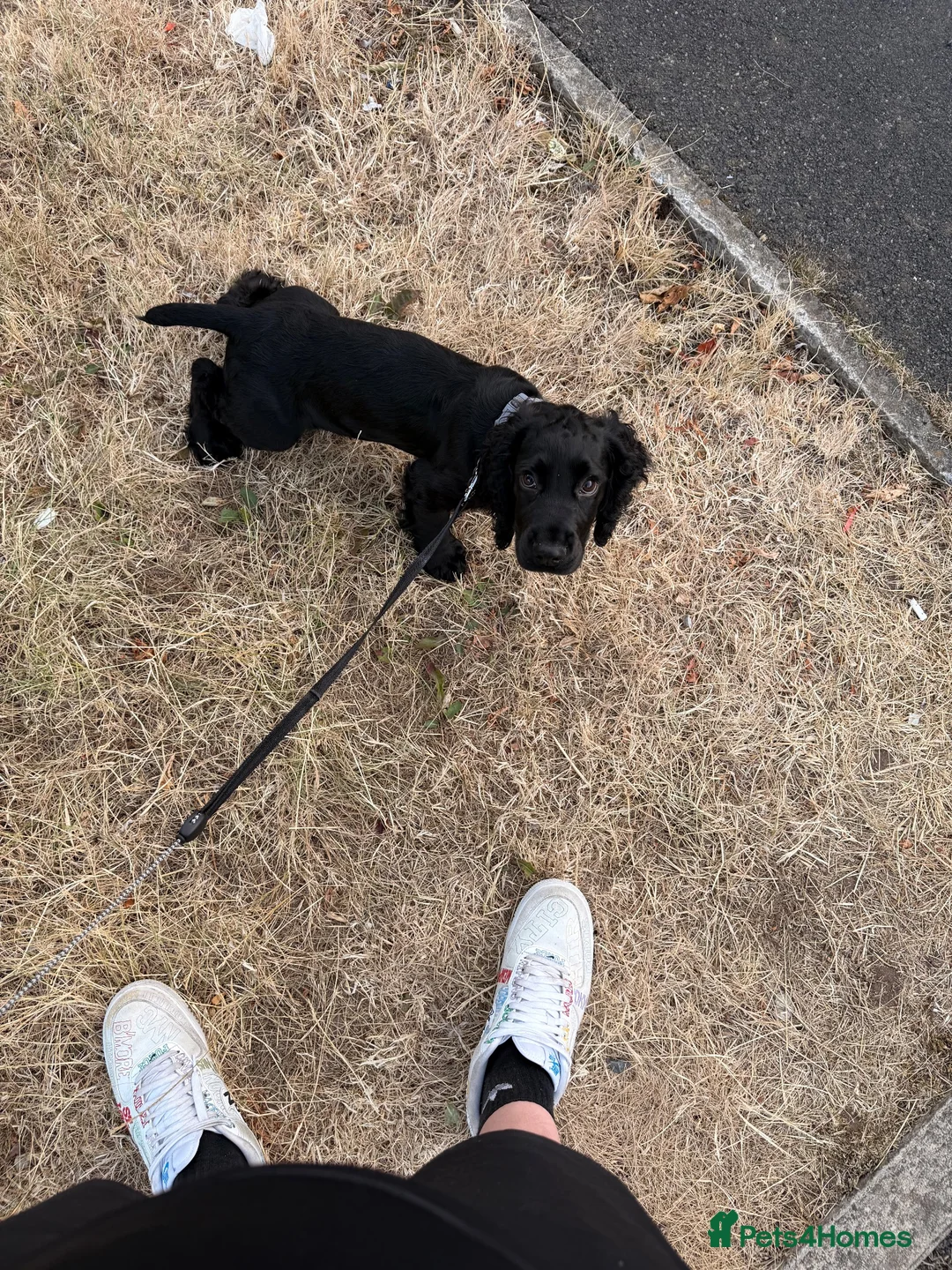 Cocker Spaniel dogs for sale: Working Cocka spaniel puppy  in Castleford - Advert 4
