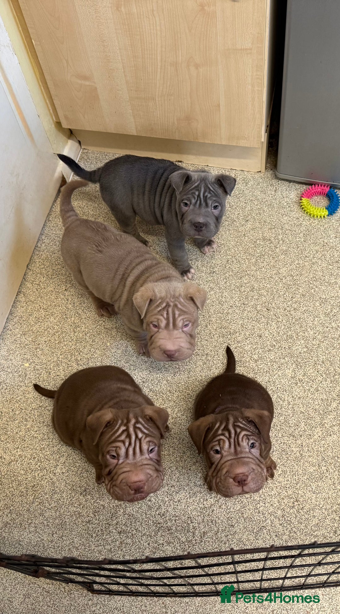 Mixed Breed dogs for sale: Bullpei puppies  - Advert 2