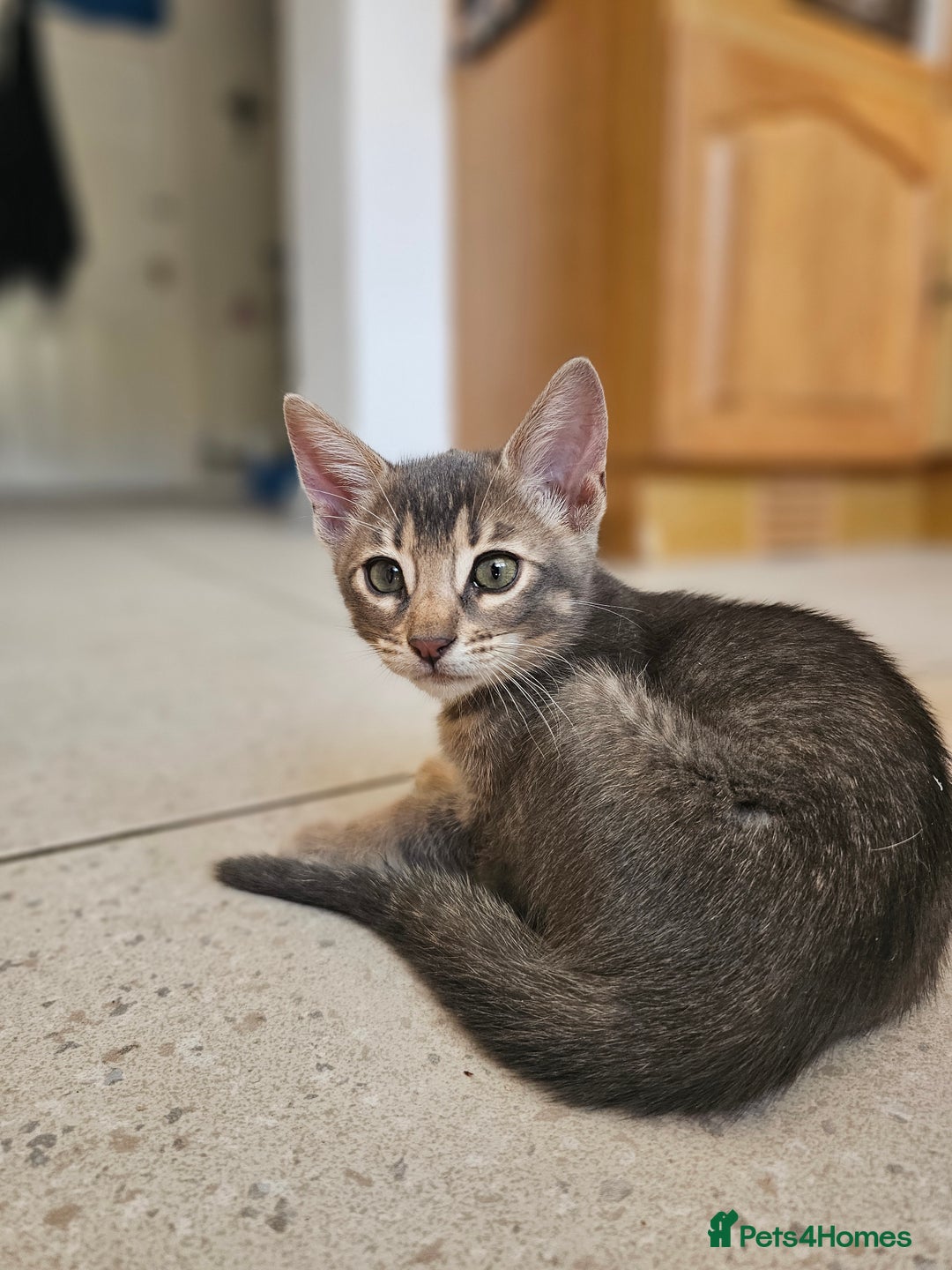 Mixed Breed cats for sale: Abyssinian x Snow Bengal  - Image 4