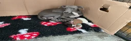 Italian Greyhound dogs for sale: Gorgeous Italian greyhound puppies  - Advert 12