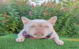 French Bulldog dogs for sale: Adult French Bulldogs  - Image 2