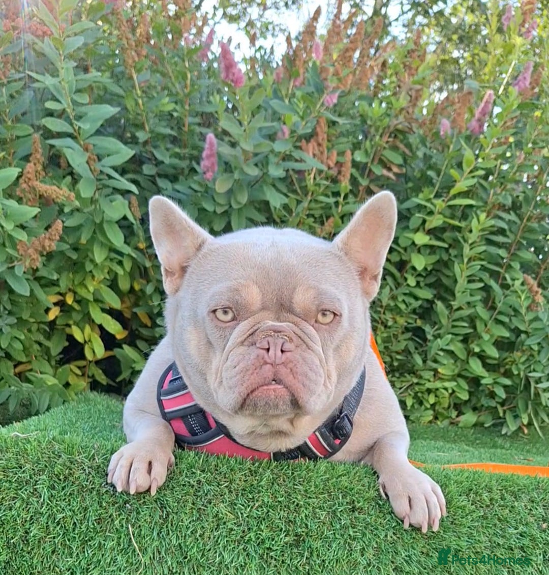 French Bulldog dogs for sale: Adult French Bulldogs  - Image 2
