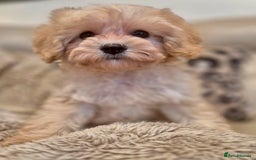 Cavapoochon dogs for sale: F1b RARE MERLE CAVAPOOCHON BOY - Image 6