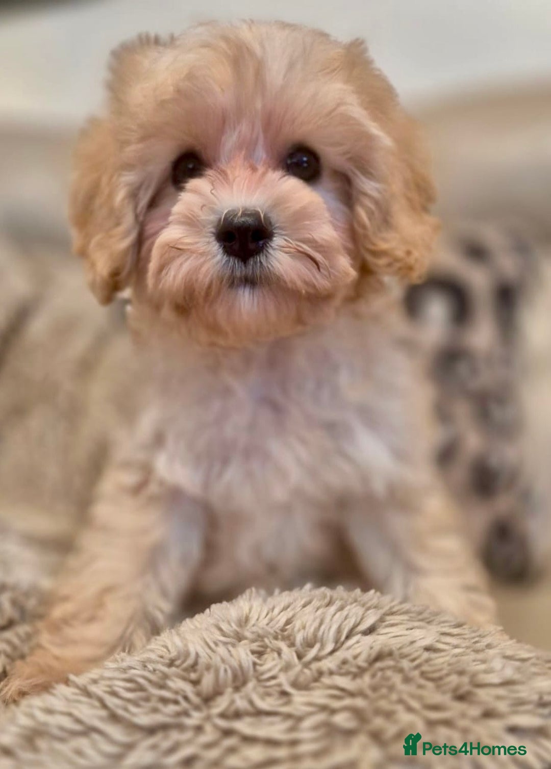 Cavapoochon dogs for sale: F1b RARE MERLE CAVAPOOCHON BOY - Image 6