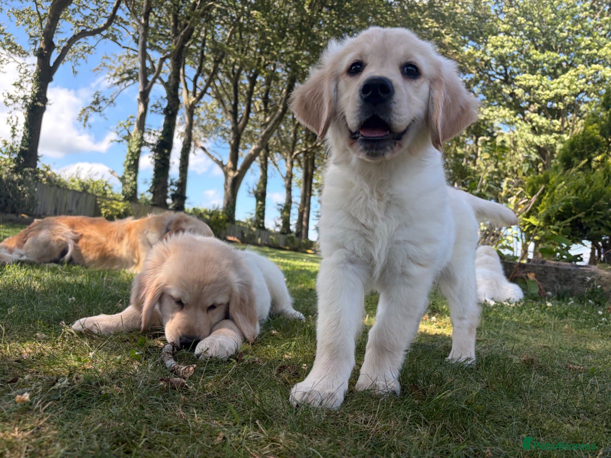 Golden Retriever dogs 3 GIRLS LEFT! FULLY VACC/KC REG GOLDEN RETRIEVERS - Advert 2