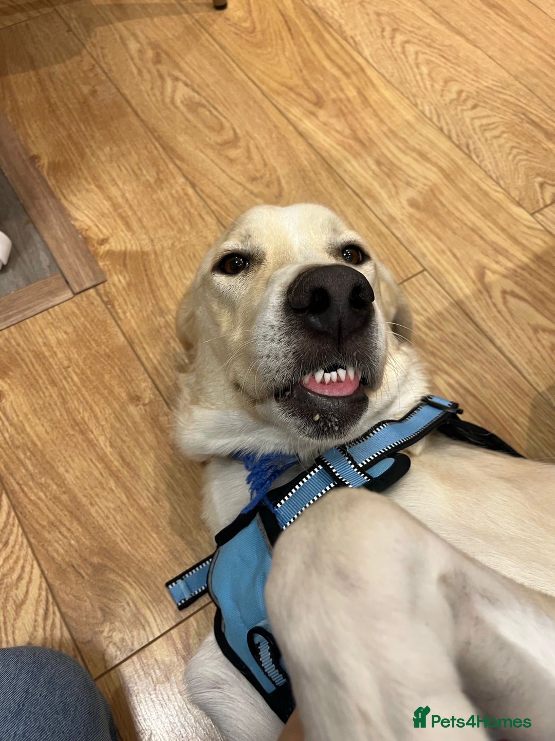 Labrador Retriever dogs for sale: Labrador Looking for His Forever Home - Image 2