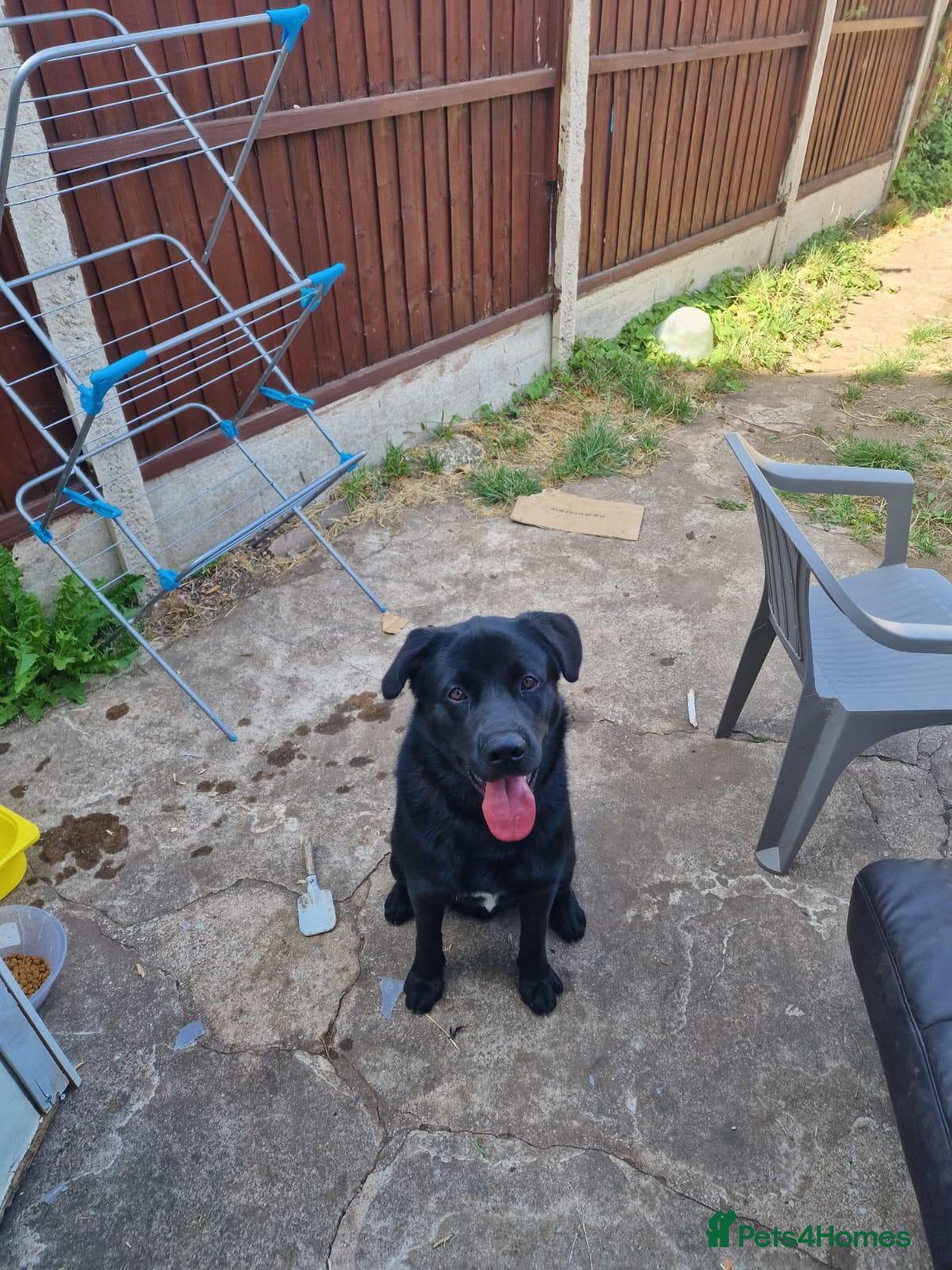 Mixed Breed dogs Beautiful 10mths puppy - Advert 1