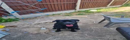 Mixed Breed dogs for sale: Beautiful 10mths puppy - Advert 1