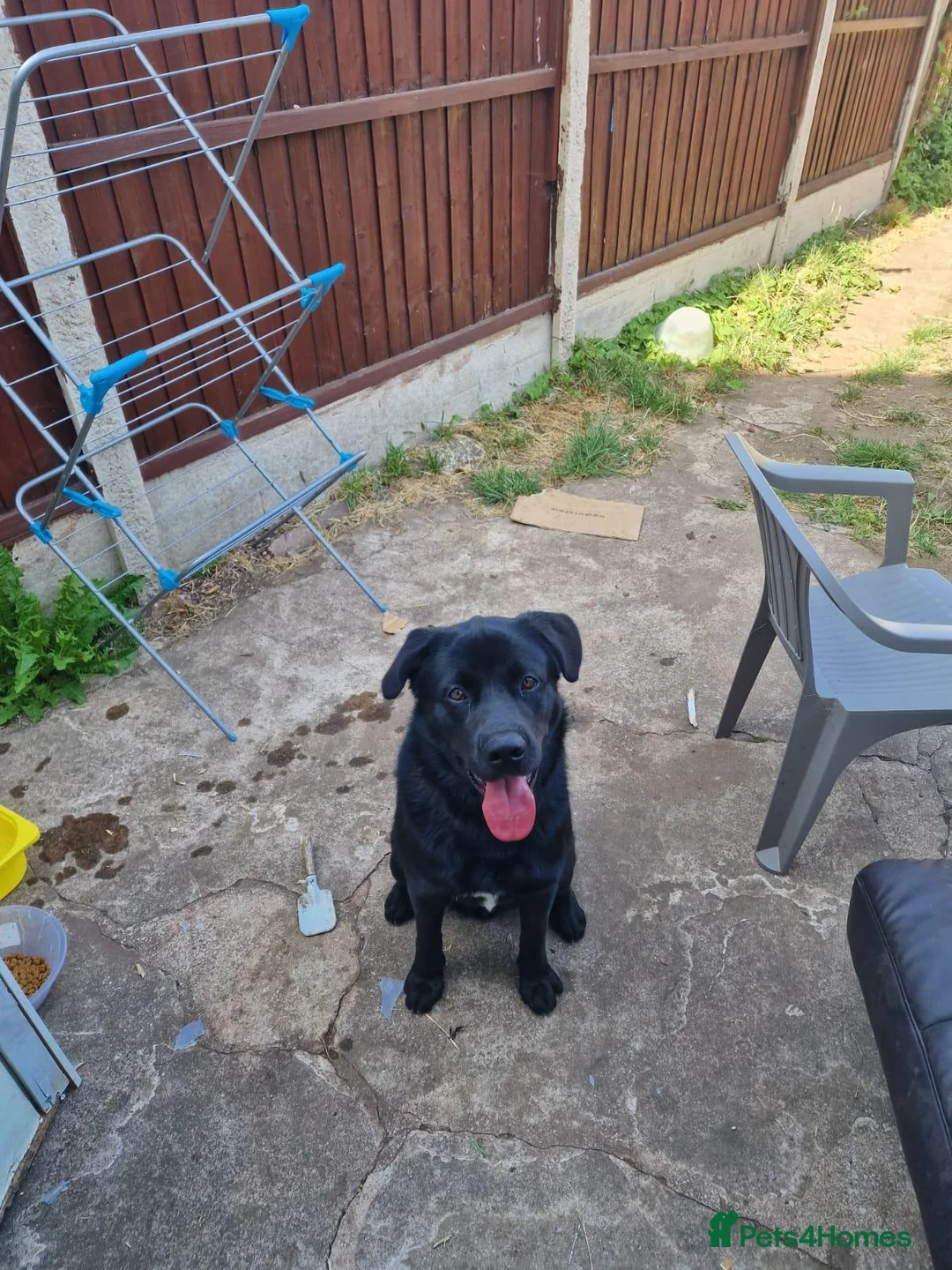 Mixed Breed dogs for sale: Beautiful 10mths puppy - Advert 1