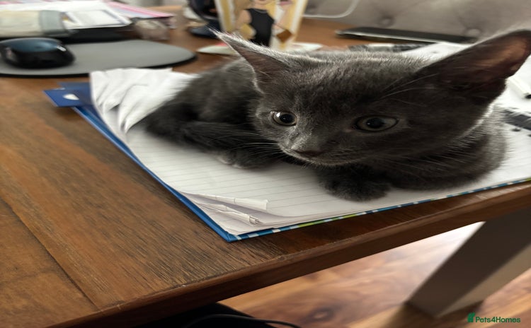 Domestic Shorthair cats - Advert 1