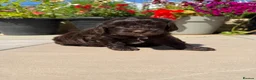 Cavapoo dogs for sale: Genetically health tested chocolate Cavapoos  - Advert 3