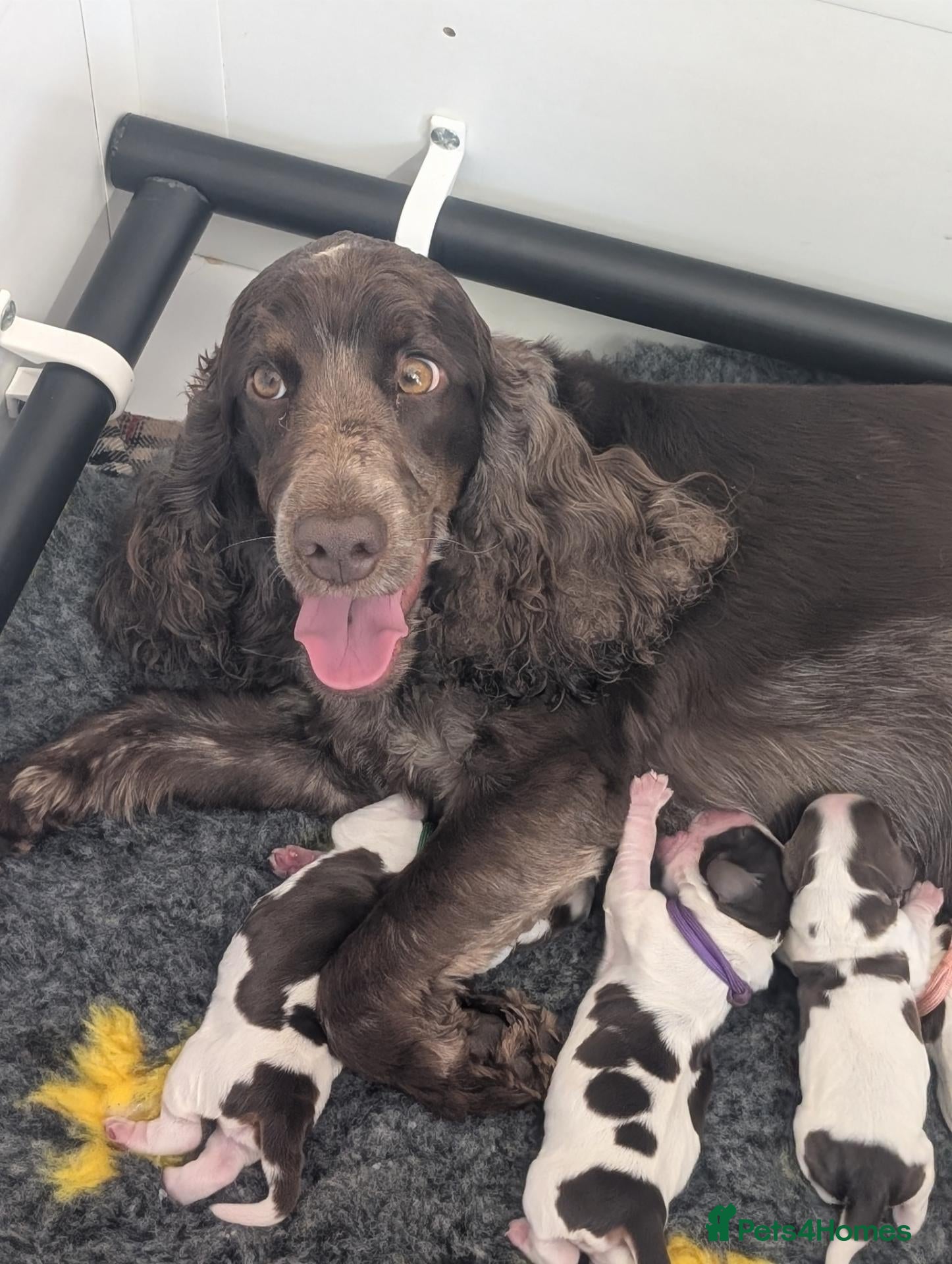 Cocker Spaniel dogs Beautiful Show Cocker Spaniel Puppies  - Advert 1