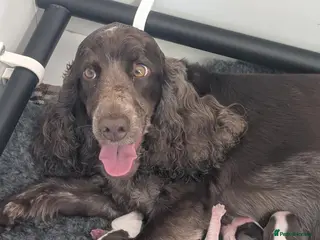 Cocker Spaniel dogs Beautiful Show Cocker Spaniel Puppies - Advert 1