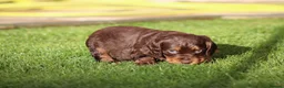 Cocker Spaniel dogs for sale: Beautiful pups in Durham - Advert 20