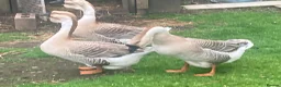 Geese poultry for sale: African geese in Carlisle - Advert 3