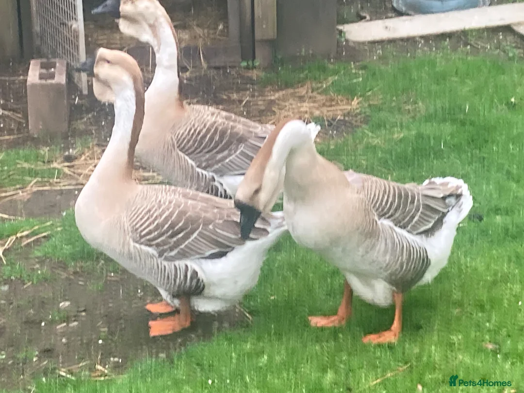Geese poultry for sale: African geese in Carlisle - Advert 3