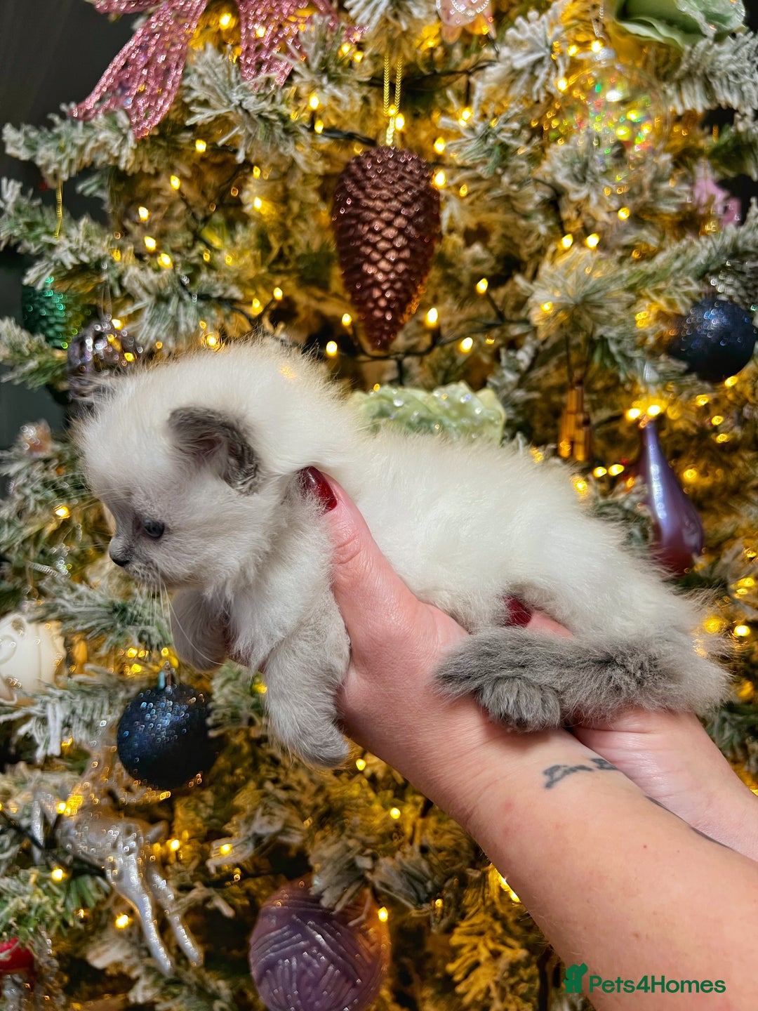 Ragdoll cats for sale: Ragdoll kittens blue point and seal point  - Advert 7