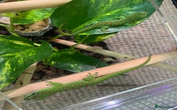 Gecko reptiles for sale: Phelsuma Grandis juvenile geckos - Image 3