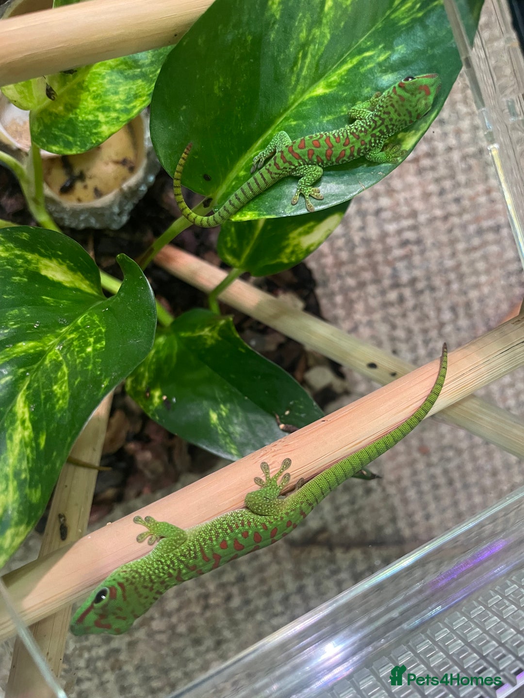 Gecko reptiles for sale: Phelsuma Grandis juvenile geckos - Image 3