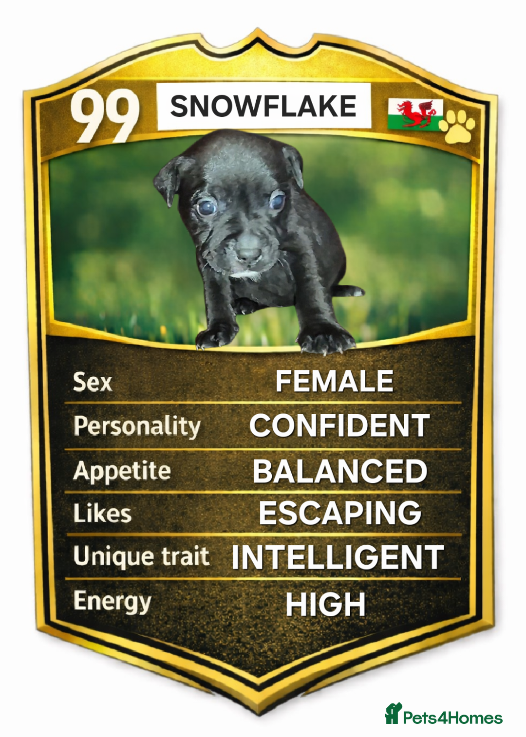 Staffordshire Bull Terrier dogs for sale: Exceptional Staffy Bull Terriers– Valglo Bloodline - Advert 5