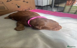 Cavapoo dogs for sale: 7 gorgeous F1b Cavapoo Puppies (4 girls & 3 boys)  - Image 9