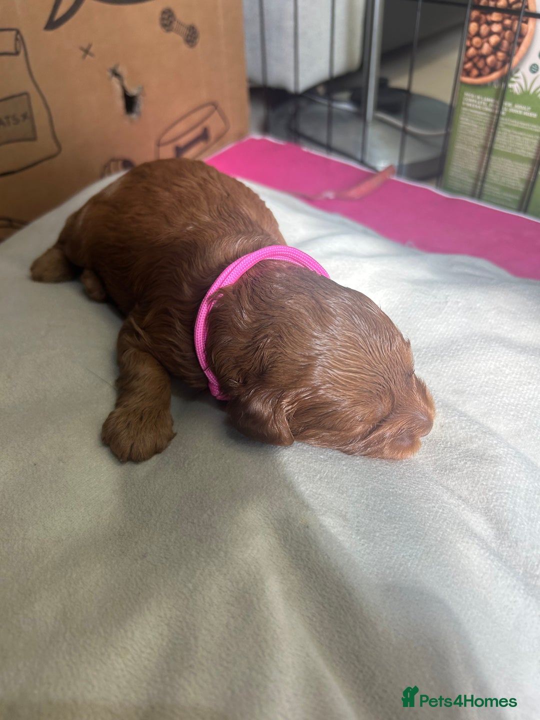 Cavapoo dogs for sale: 7 gorgeous F1b Cavapoo Puppies (4 girls & 3 boys)  - Image 9
