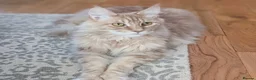 Maine Coon cats for sale: 8 year old male Maine Coon - Advert 2