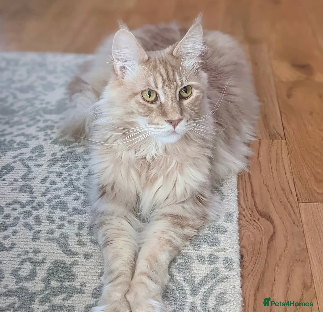 Maine Coon cats for sale: 8 year old male Maine Coon - Advert 2