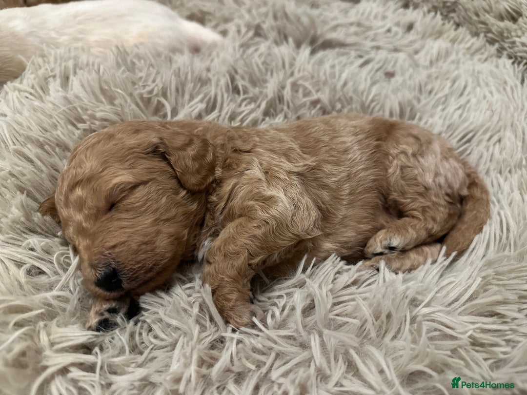 Mixed Breed dogs for sale: Australian double doodles  - Advert 11