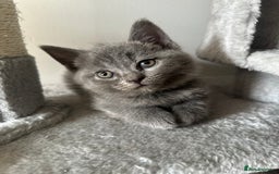 British Shorthair cats for sale: 🐾 Adorable British Shorthair Blue Kittens 🐾 - Image 2