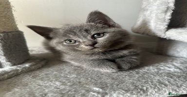 British Shorthair cats - Advert 12