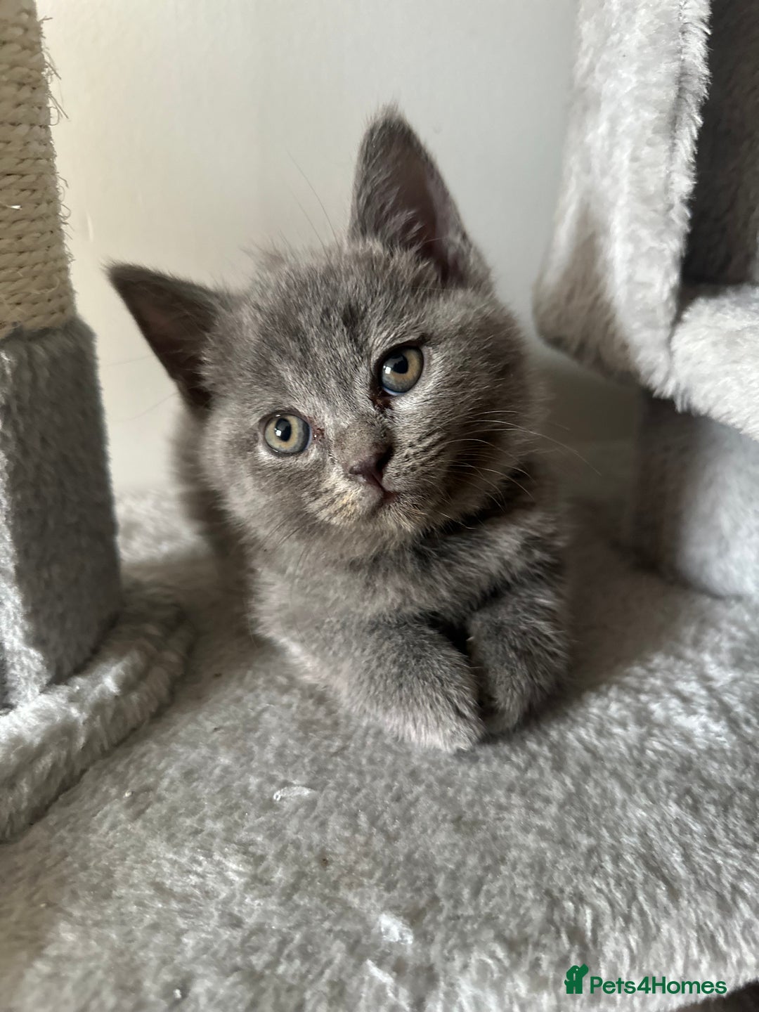 British Shorthair cats for sale: 🐾 Adorable British Shorthair Blue Kittens 🐾 - Image 2