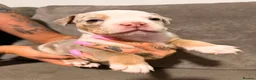 Olde English Bulldogge dogs for sale: Stunning puppies - Advert 30