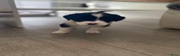 Mixed Breed dogs for sale: The cutest things looking for loving homes in Fraserburgh - Advert 8